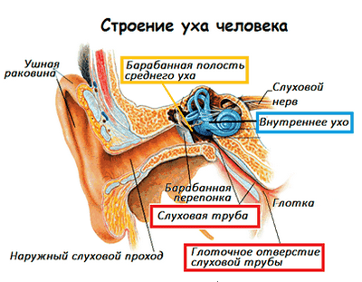 Барабанное отверстие слуховой трубы. Строение уха человека. Заложило уши при простуде. Внутренний слуховой проход.